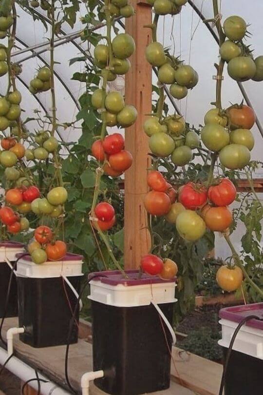 Tie Your Tomato Plants to the Trellis