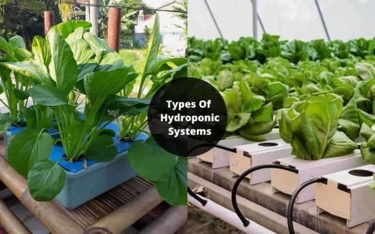 7 Different Types Of Hydroponic Systems and How They Work