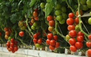 Growing Tomatoes Hydroponically