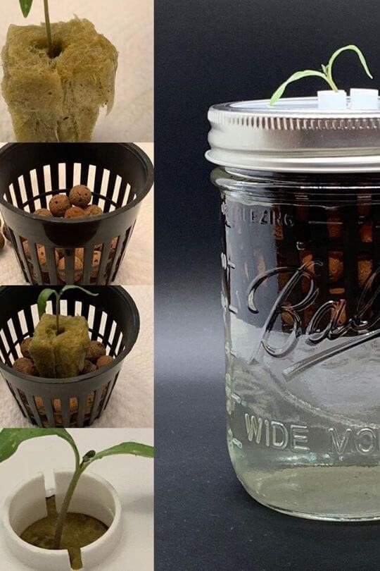 The Kratky Method Growing With With Passive Hydroponic Technique