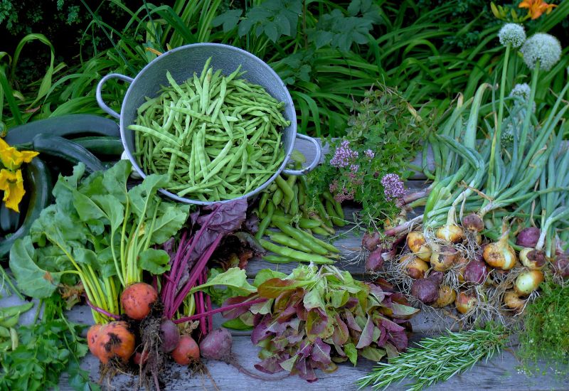 Vegetables To Plant In Fall For An Early Spring Harvest