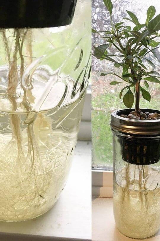 The Kratky Method Growing With With Passive Hydroponic Technique