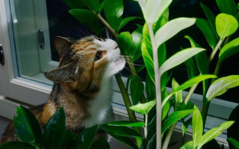 ZZ Plant Toxicity: Is The ZZ Plant Poisonous To Cats, Dogs Or Children?