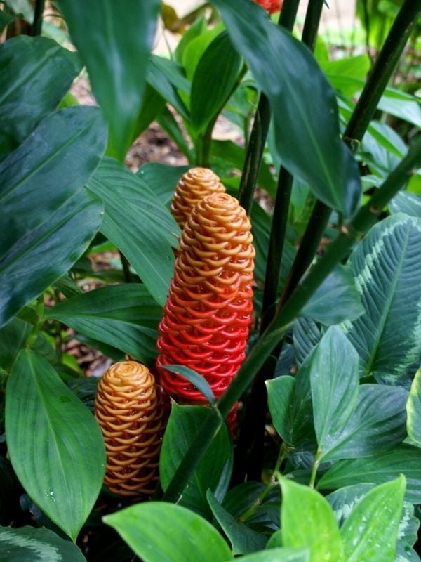 Zingiber spectabile flowers
