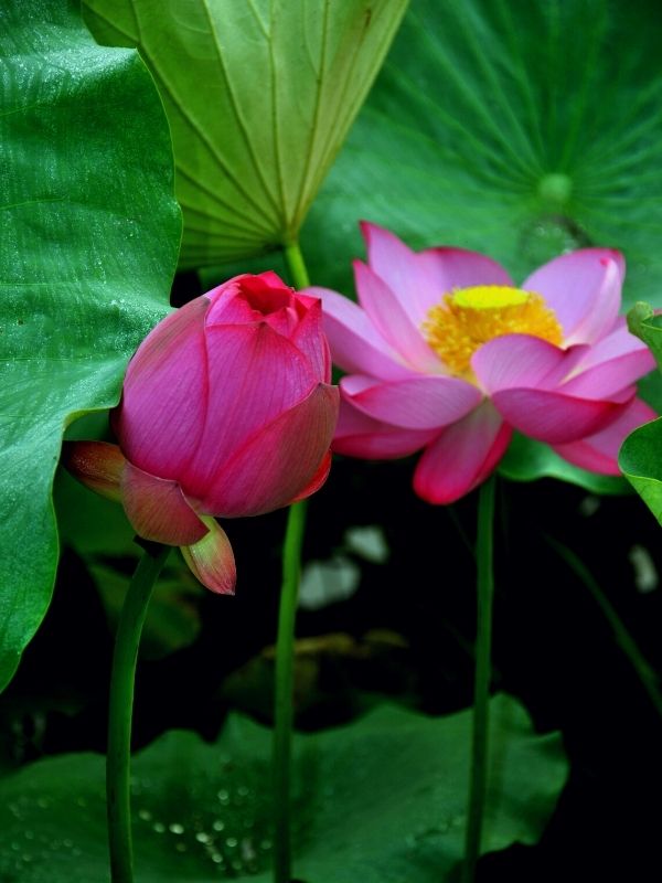  lotus flower blooming