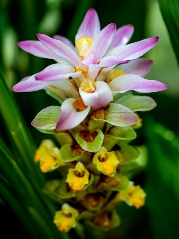 turmeric flower