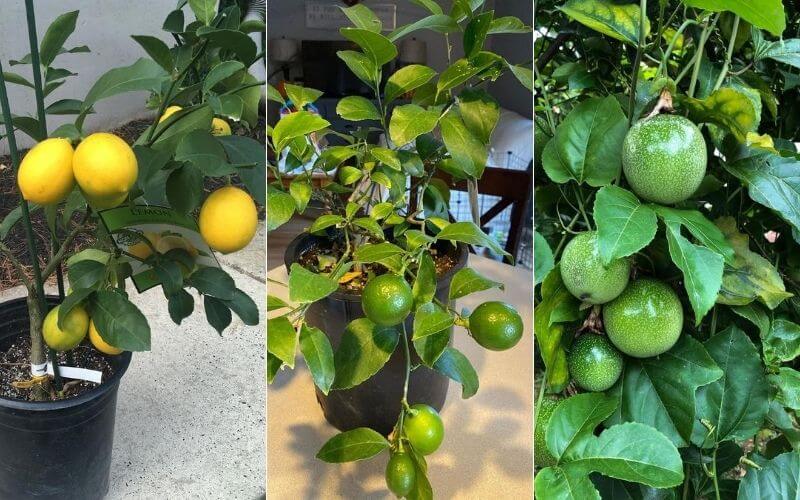 15 Best Indoor Fruit Trees That Will Thrive In Your Living Room