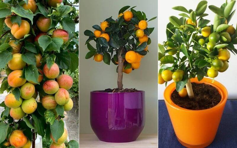 15 Indoor Fruit Trees