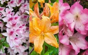 15 of the Many Azalea Varieties