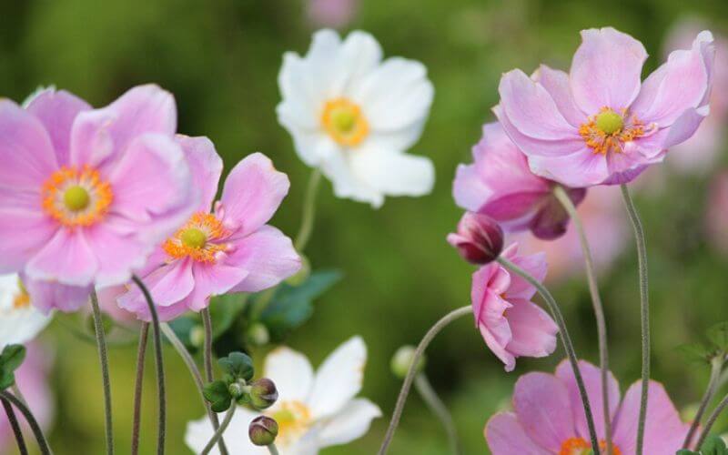 25 Perennial Flowers for Shade