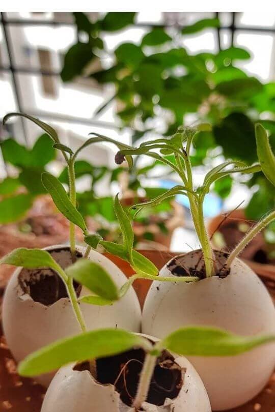 9 Ways to Use Eggshells in The Garden & Home