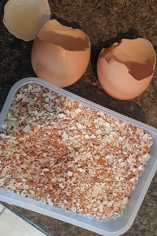 Add Eggshells to the Compost Pile