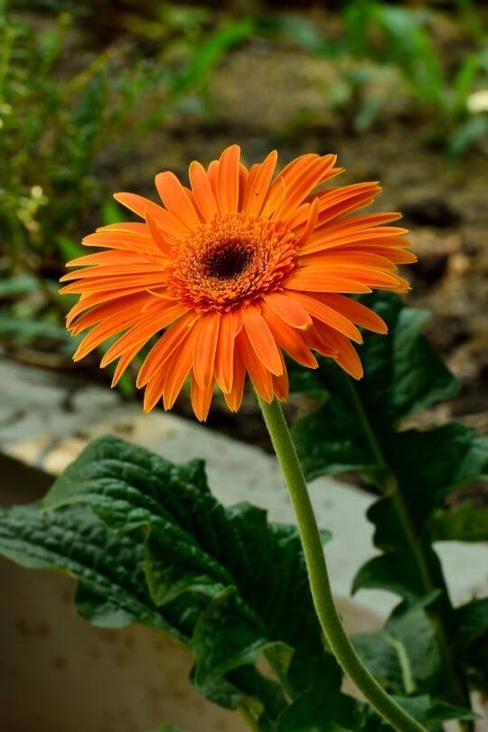 African Daisy Flame