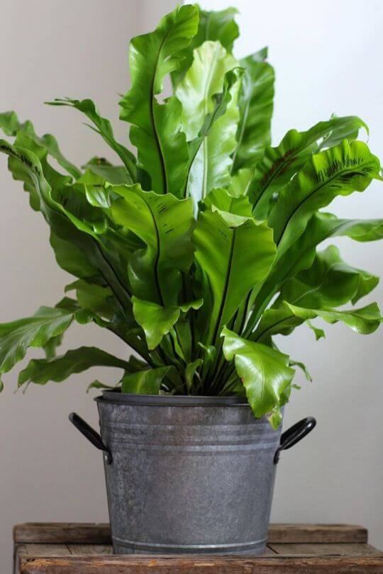 Bird’s Nest Fern