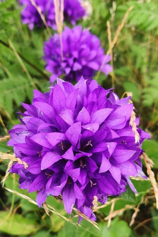 25 Purple Perennial Flowers That Will Bloom Forever