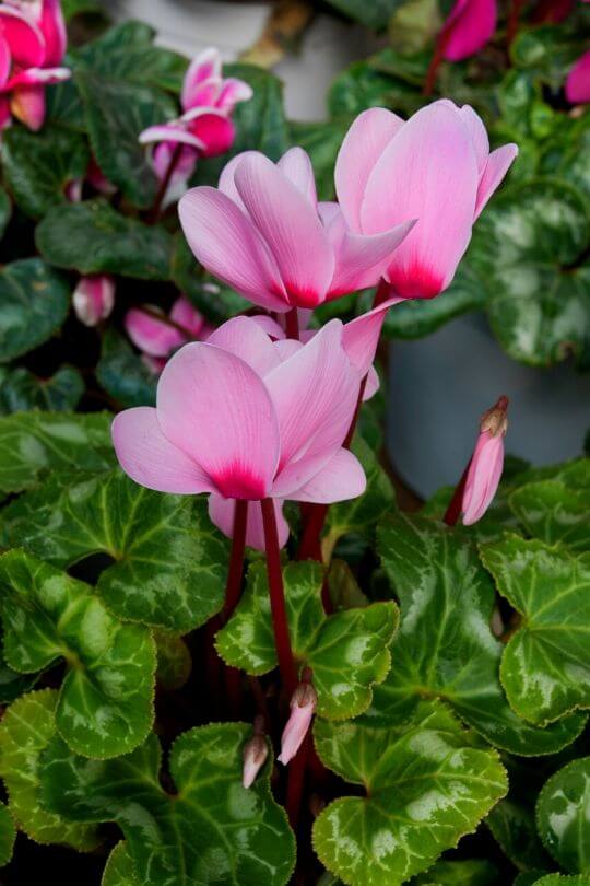 Cyclamen