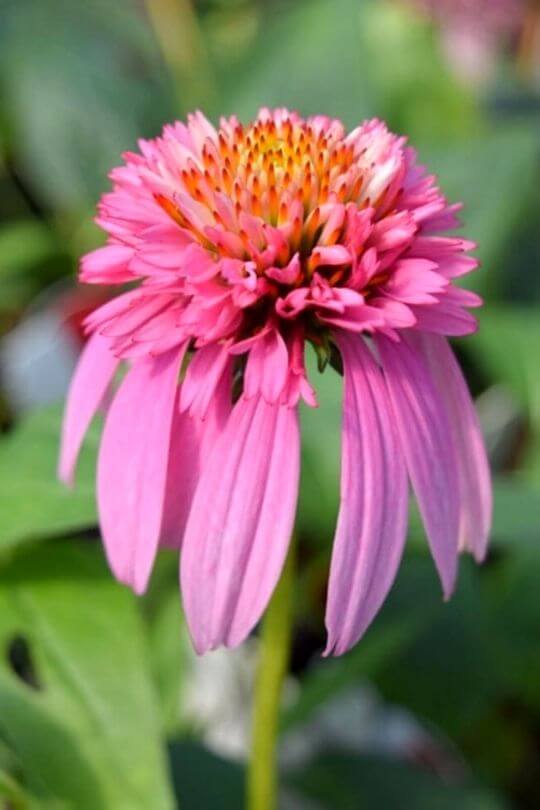 Echinacea Cotton Candy