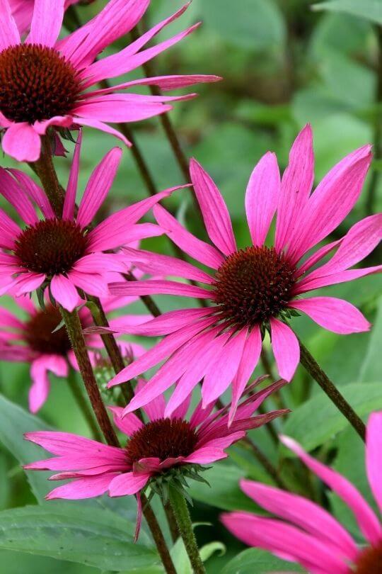 Echinacea Elton Knight