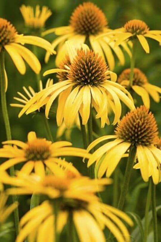 Echinacea Mango Meadowbrite