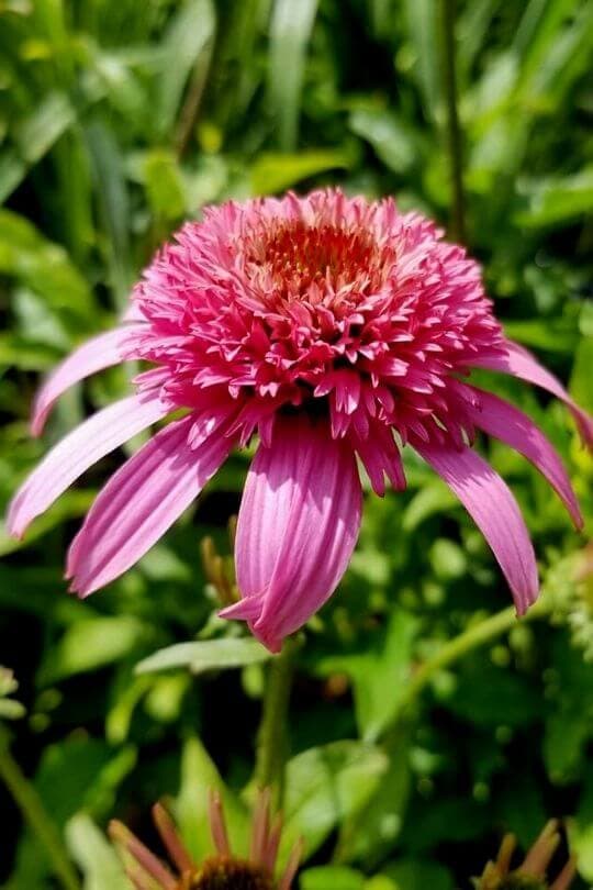 Echinacea Pink Double Delight