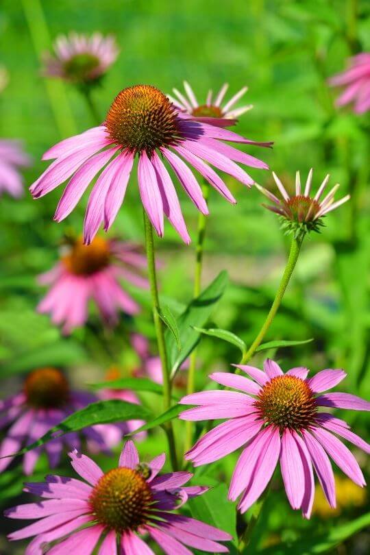 Echinacea Purple