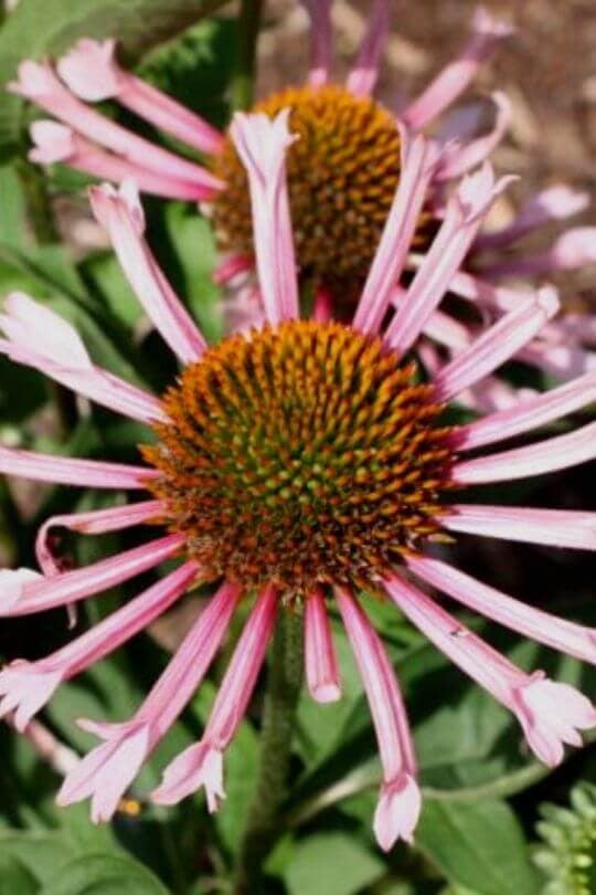 Echinacea Quills and Thrills