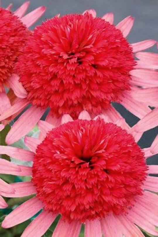 Echinacea Secret Passion