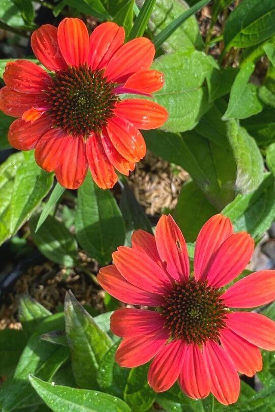 Echinacea Sombrero Salsa Red