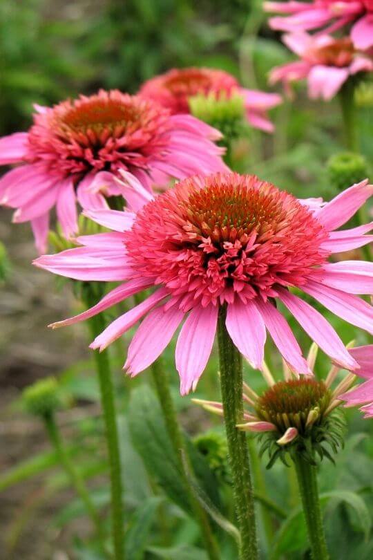 Echinacea The King