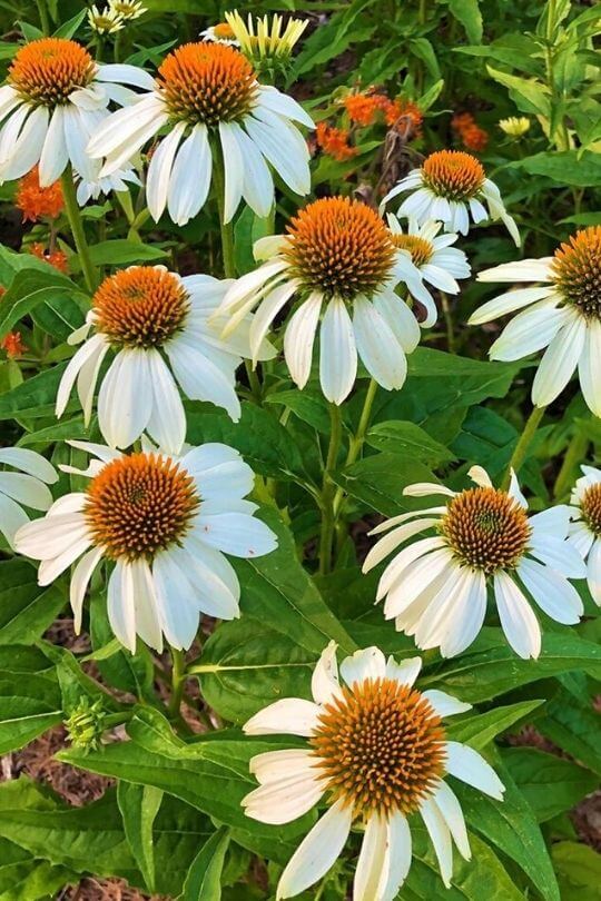 27 Coneflower (Echinacea) Varieties To Grow Gardening Chores