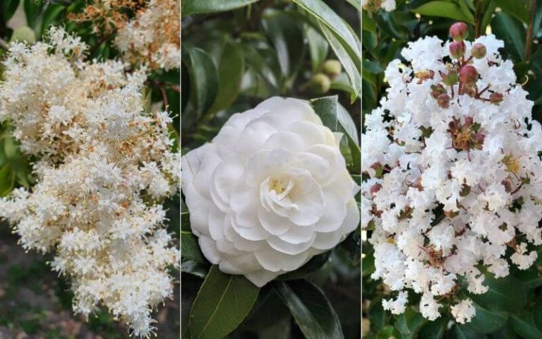 15 Immaculate White Flowering Trees to Bring Luminosity to Your Garden