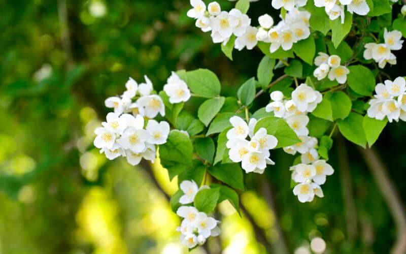 15 Immaculate White Flowering Trees to Bring Luminosity to Your Garden