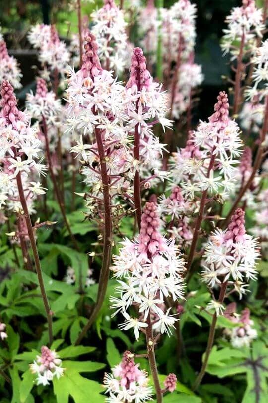Foamflower
