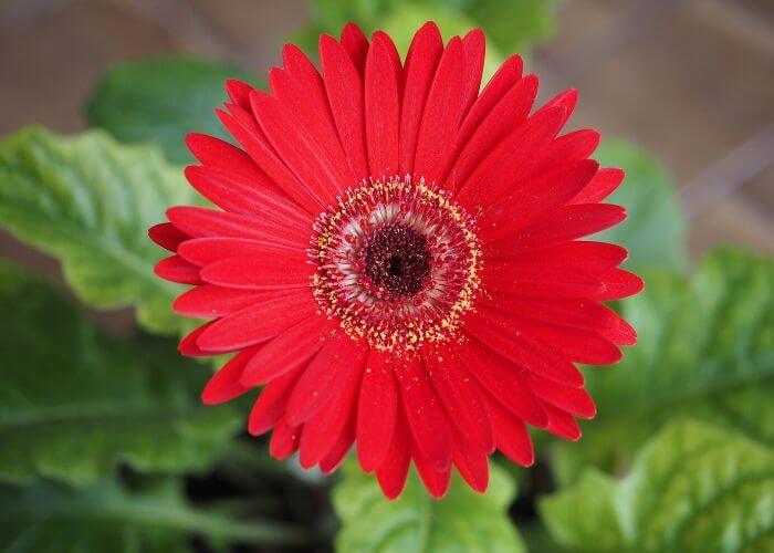 Gerbera Daisy Revolution Bicolor Red