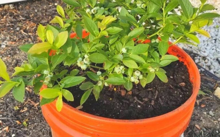 The Ultimate Guide to Growing Blueberries in Containers