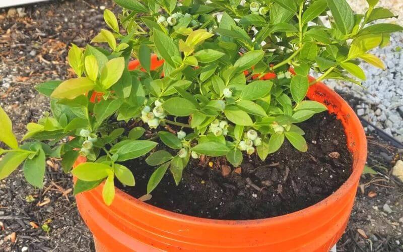 Growing Blueberries in Containers (2)