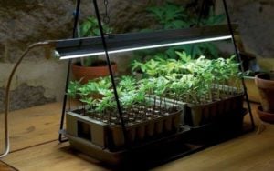 Growing Plants Indoors with Artificial Light