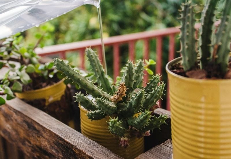How Often Should You Water A Cactus Plant
