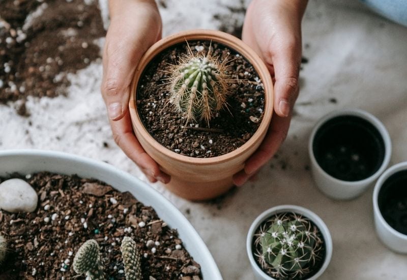 How do you know if your cactus needs water