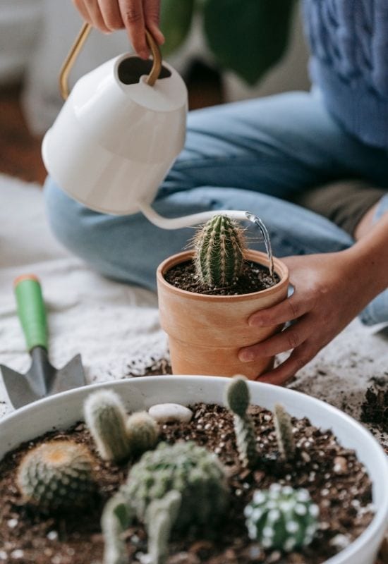 How often should I expect to water my cactus?