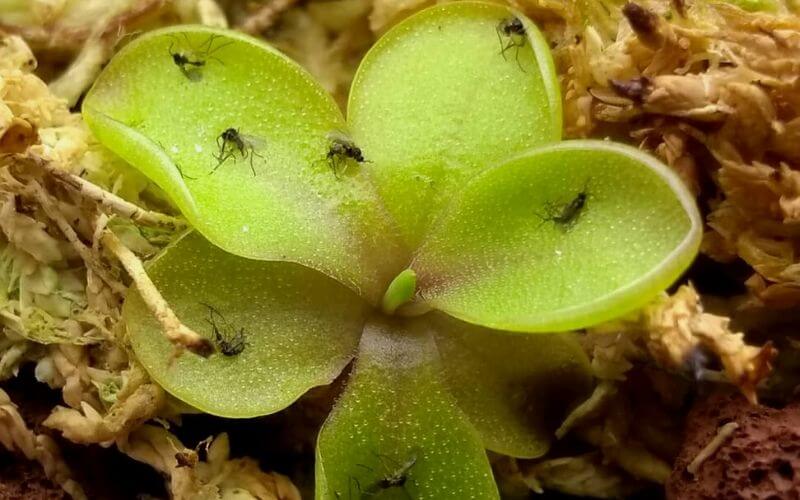 How to Get Rid of Gnats in Houseplants