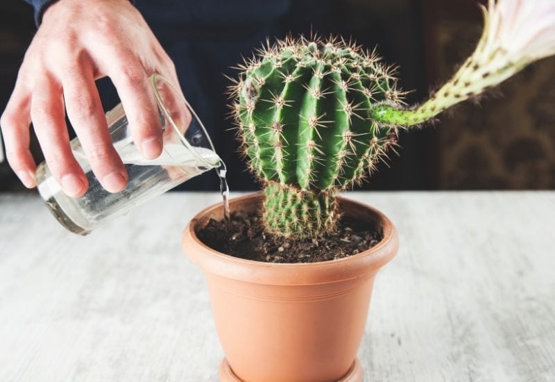 How to water your cactus
