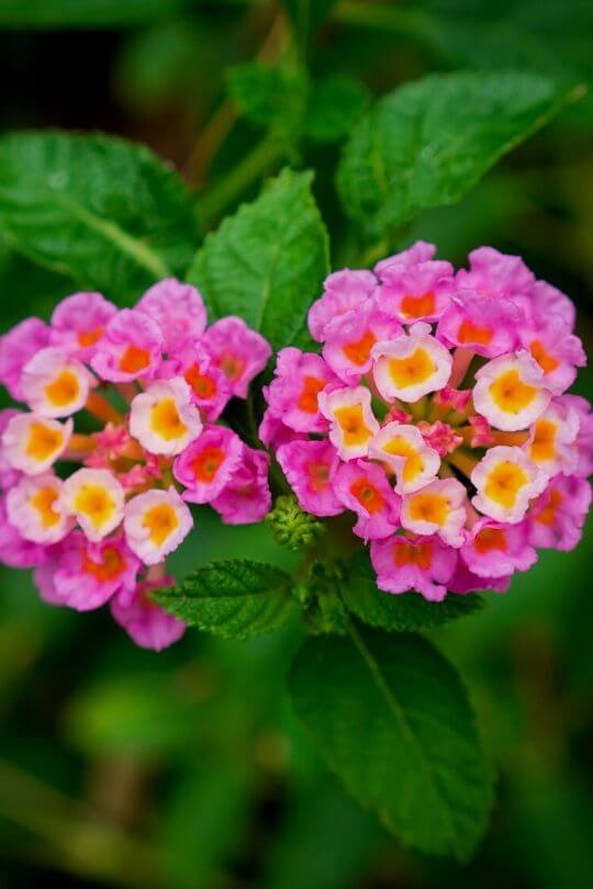 Lantana Athens Rose
