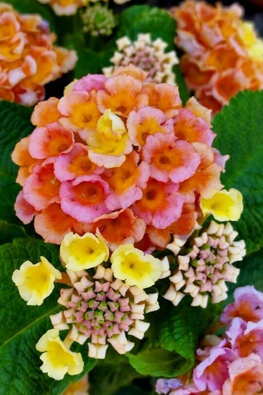 Lantana Little Lucky Peach Glow