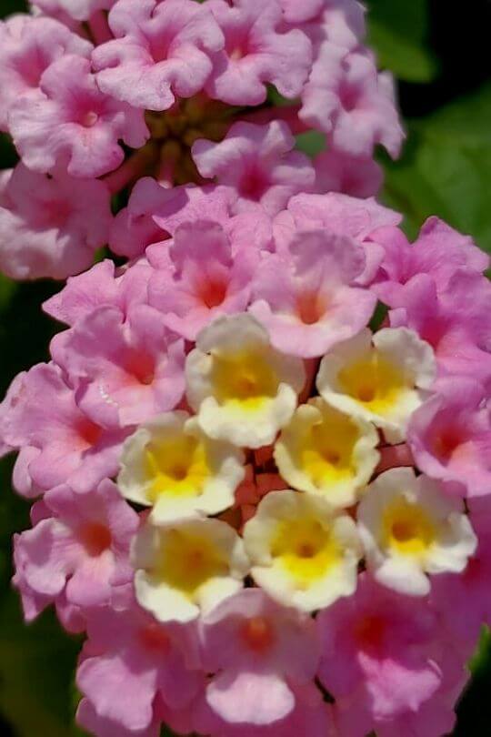 Lantana Lucky Lavender