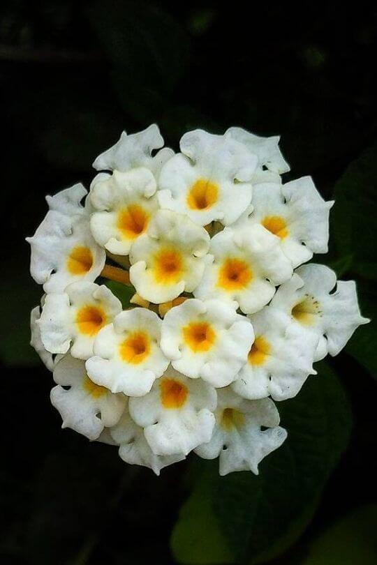 Lantana Lucky White