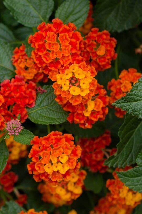 10 Of The Best Lantana Flower Varieties For Your Garden