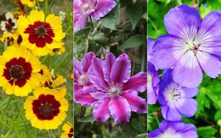 20 Long Blooming Perennials That Keep Your Garden in Constant Bloom