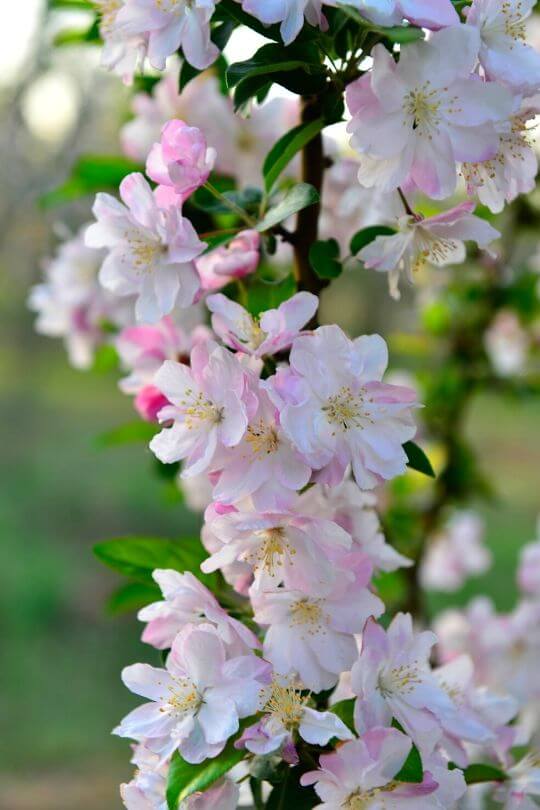 15 Immaculate White Flowering Trees to Bring Luminosity to Your Garden