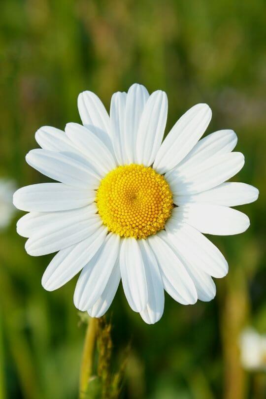 Marguerite Pure White Butterfly